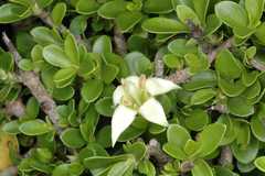 Himalrandia tetrasperma